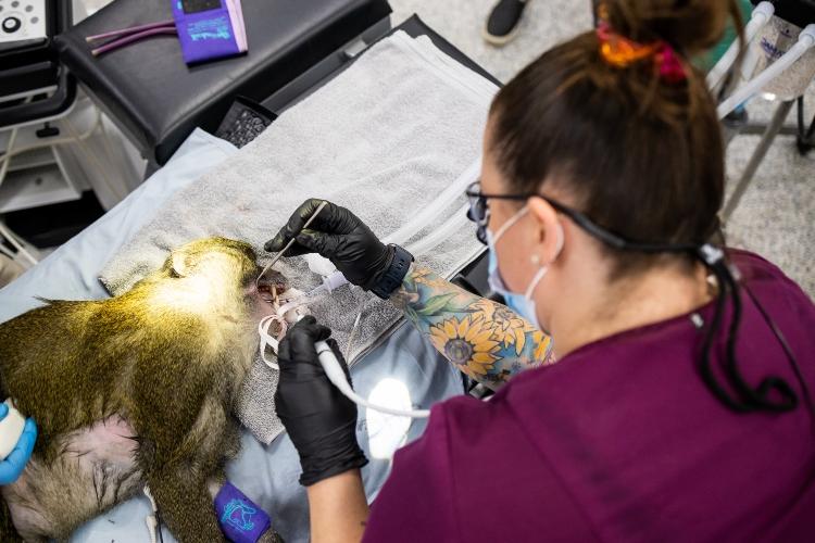 一位口腔卫生专业的学生正在给一只沼泽猴做牙齿